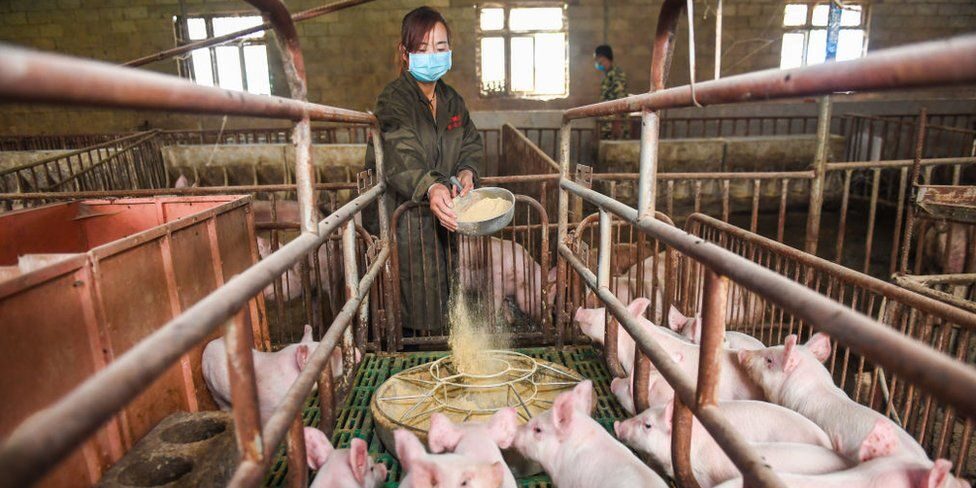 Huawei turns to pig farming as smartphone sales fall 1