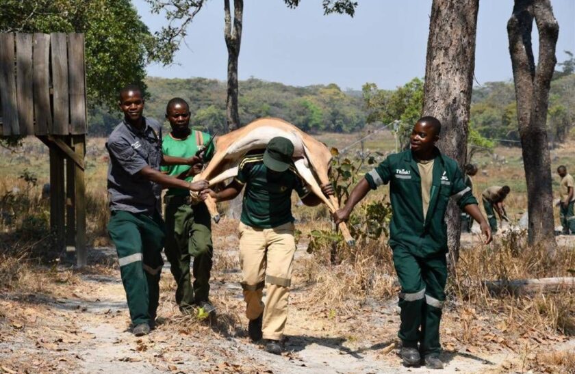 FQM's wildlife protection and rehabilitation in Zambia 2