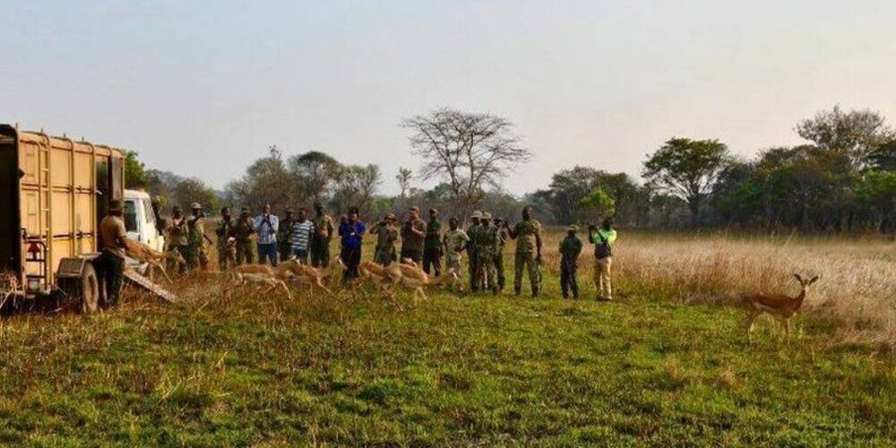 FQM's wildlife protection and rehabilitation in Zambia 1