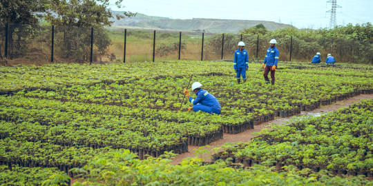 Glencore Commits to Biodiversity Protection at its DRC'S INDUSTRIAL Assets on UN Biodiversity Day 1