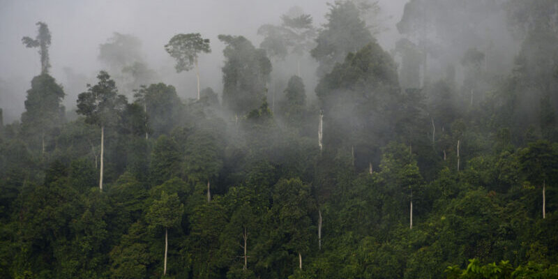 DRC Strikes Carbon Credit Deal for Congo Basin Protection 1