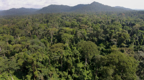 Allegations of Illegal Forest Concessions Rock Congolese Government 4