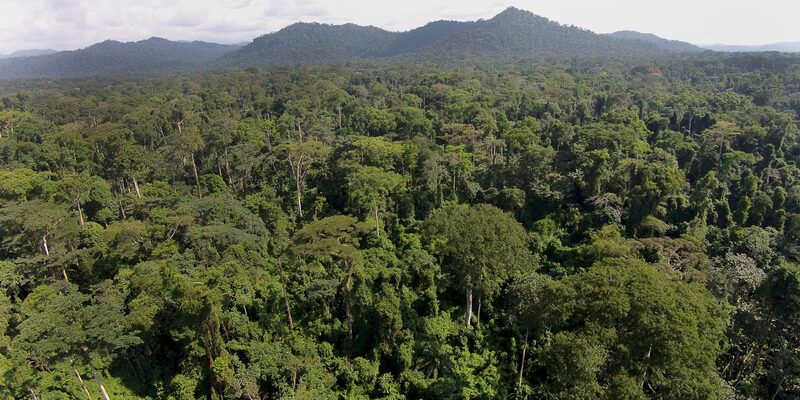 Allegations of Illegal Forest Concessions Rock Congolese Government 1