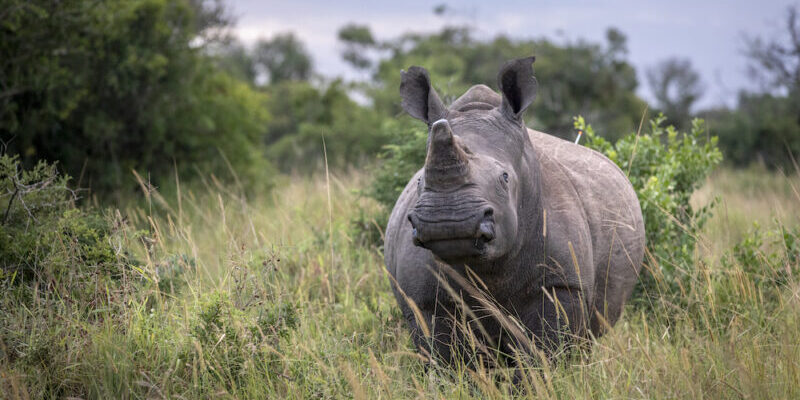 Kibali Gold Mine Facilitates Return of 16 White Rhinos to Garamba Sanctuary 1