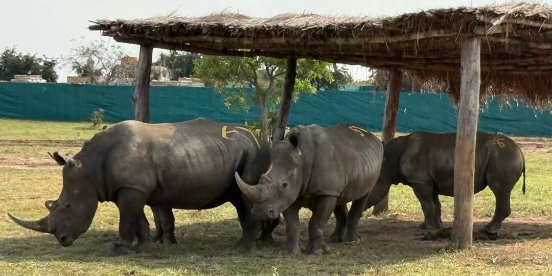Barrick Advances Garamba Conservation Efforts with Second Reintroduction of White Rhinos 1